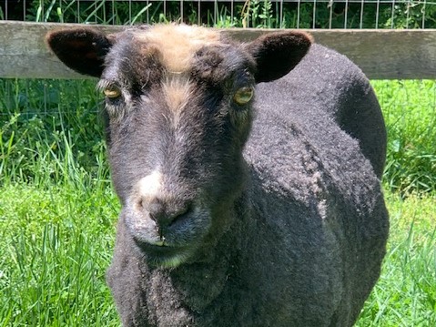 Sheep Fleece 2